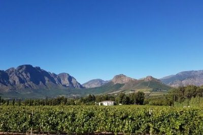 south-african-vineyards